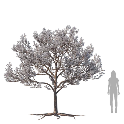 AlmondTree001