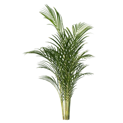 ArecaPalm001