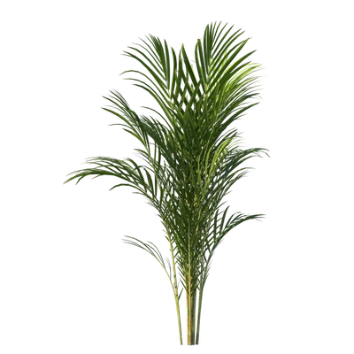 ArecaPalm002