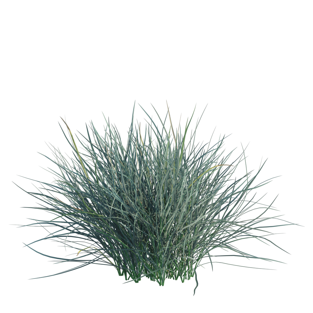 BlueFescue001