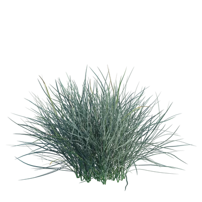 BlueFescue001