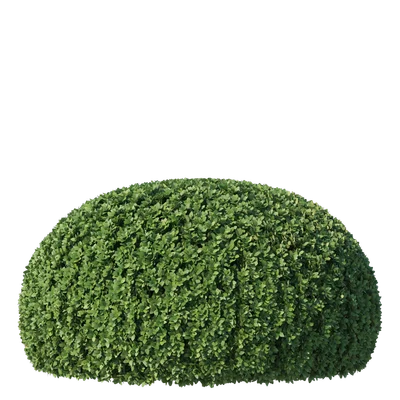 Boxwood001