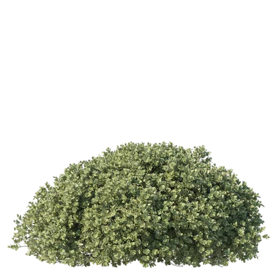 Boxwood002