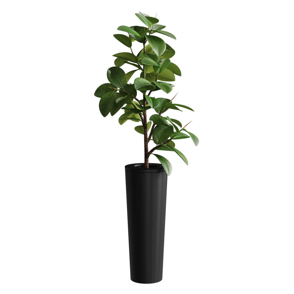 FicusElastica003