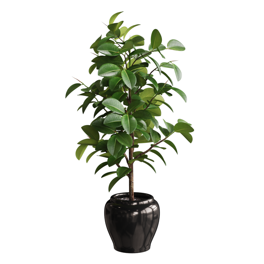 FicusElastica004