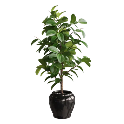 FicusElastica004