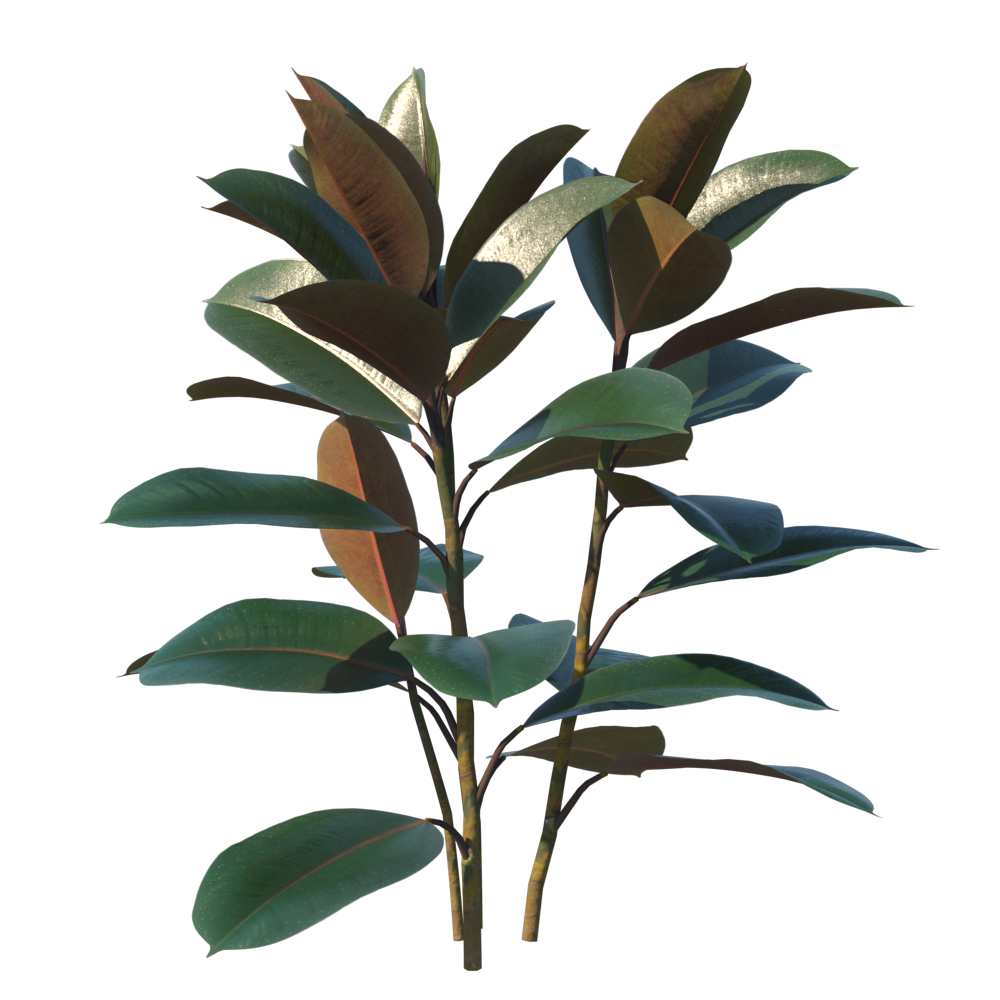 FicusElastica007