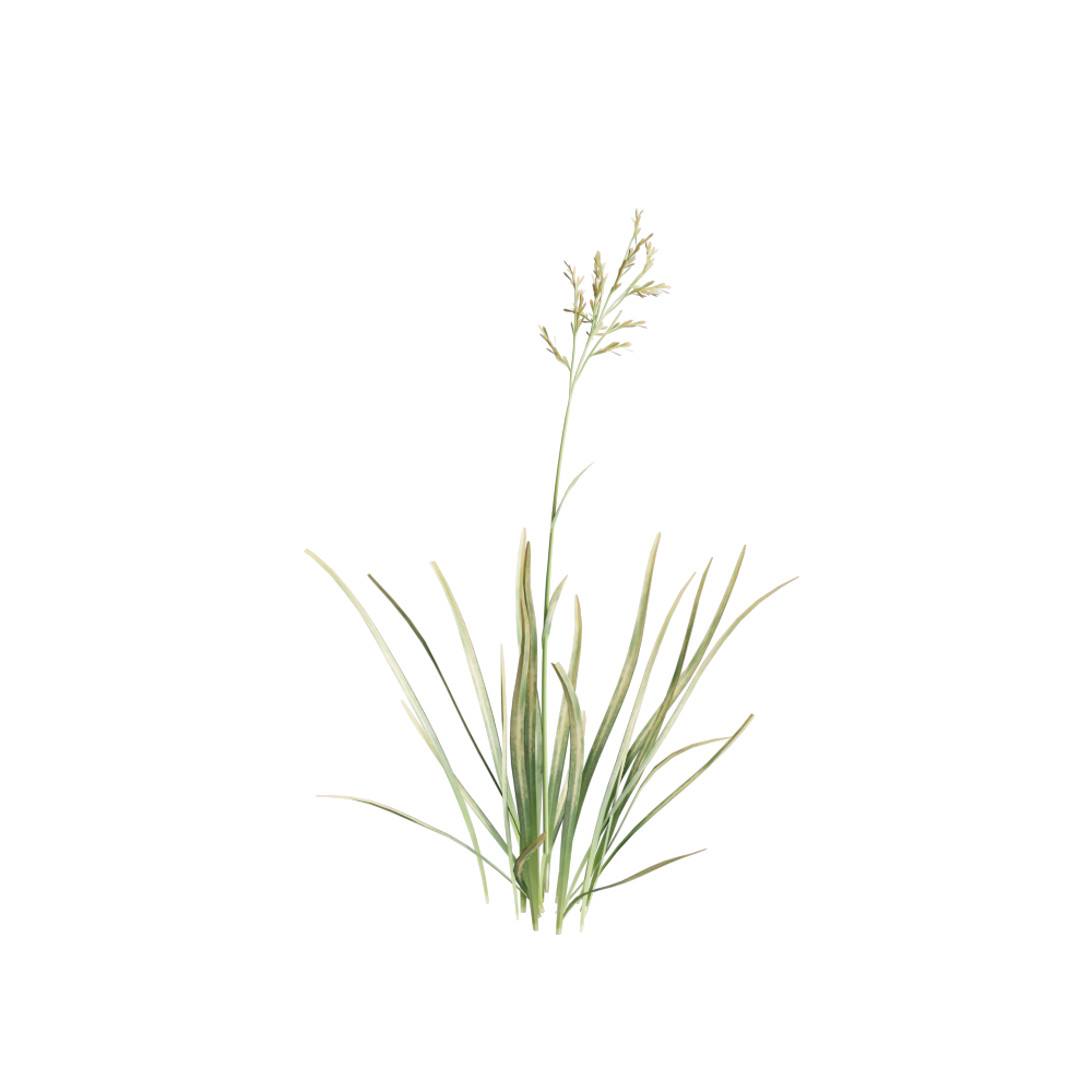 FieldGrass005