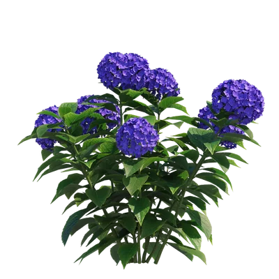 FrenchHydrangea001