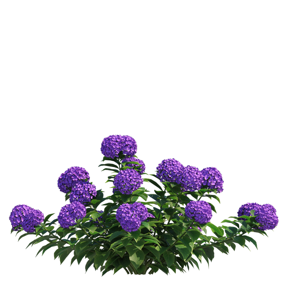 FrenchHydrangea002