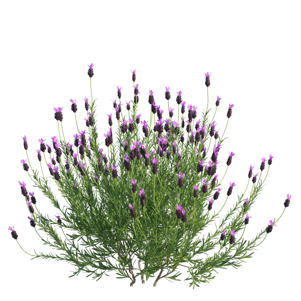 FrenchLavender001