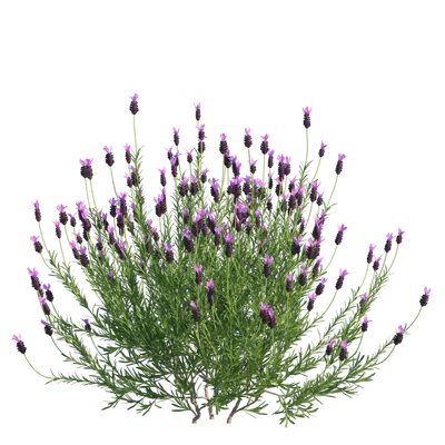 FrenchLavender001