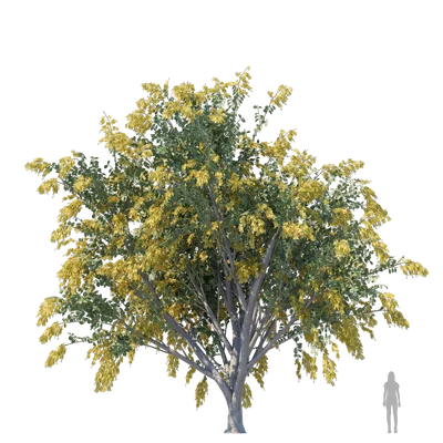 GoldenShowerTree003