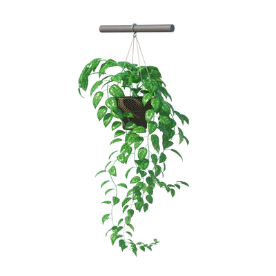 HangingPlant11102