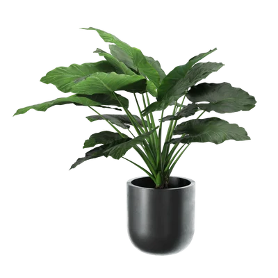 IndoorPlant001