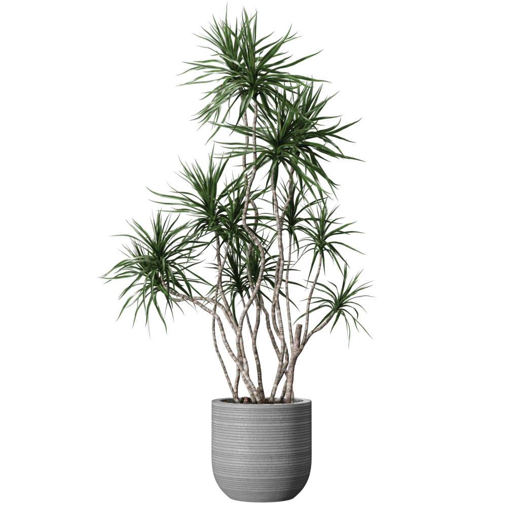 IndoorPlant004