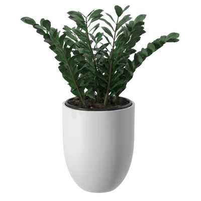 IndoorPlant006