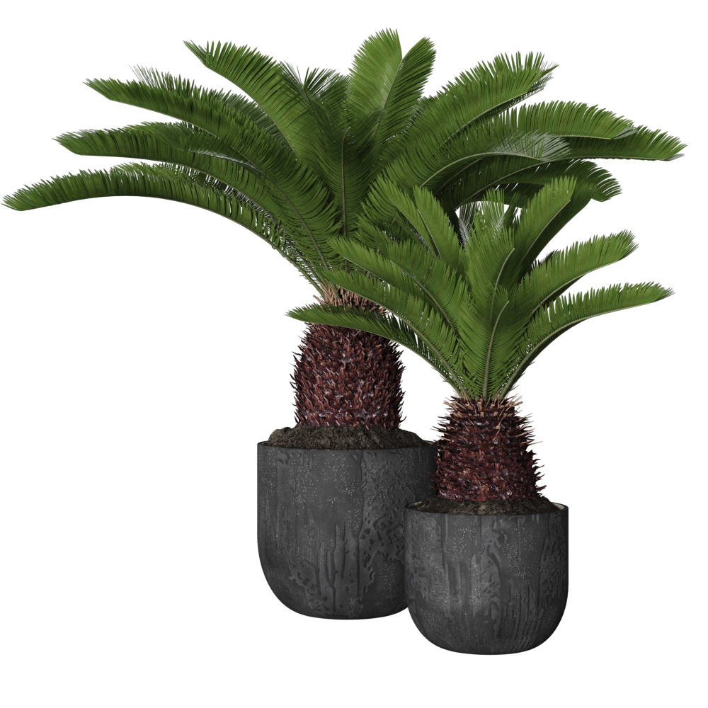 IndoorPlant009