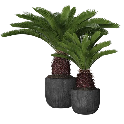 IndoorPlant009