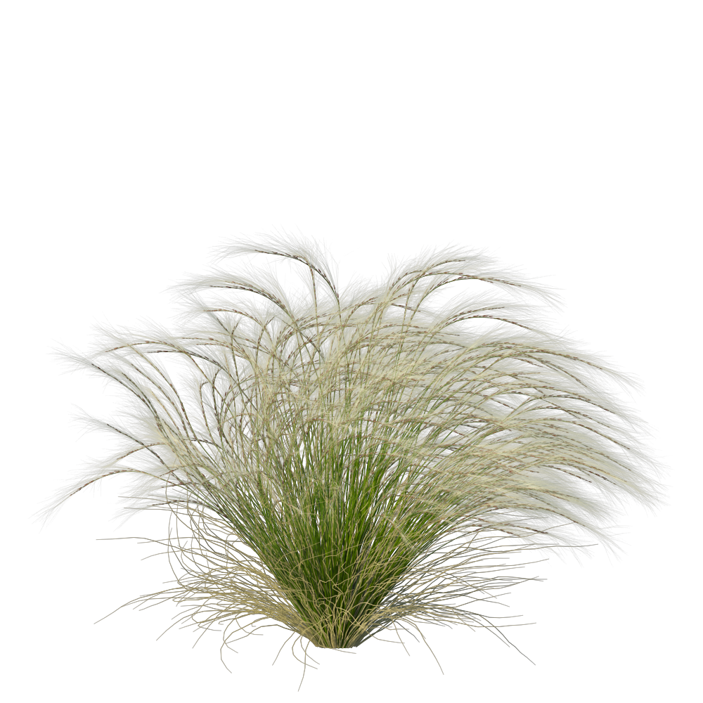 MexicanFeatherGrass001