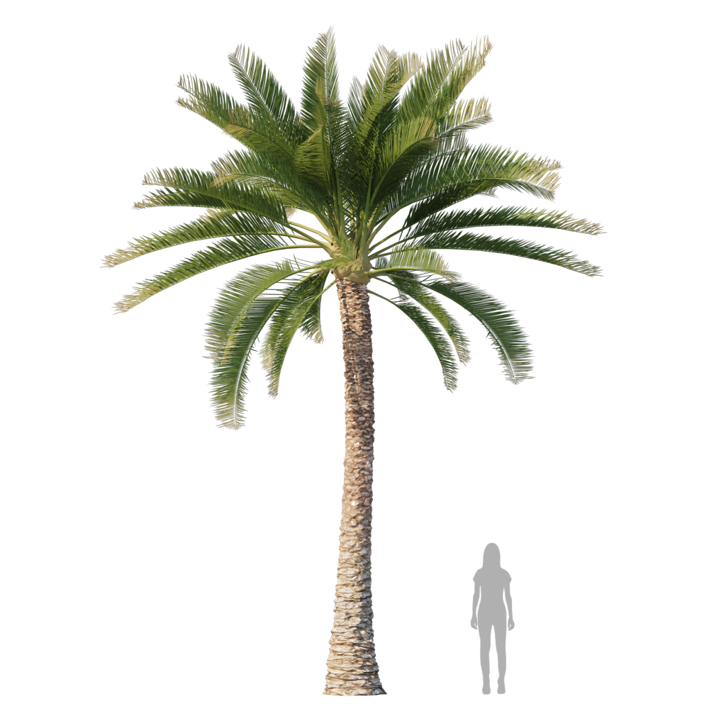 PalmTree8503