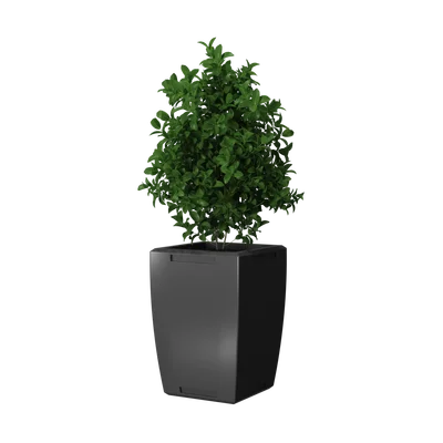 PottedPlant6025