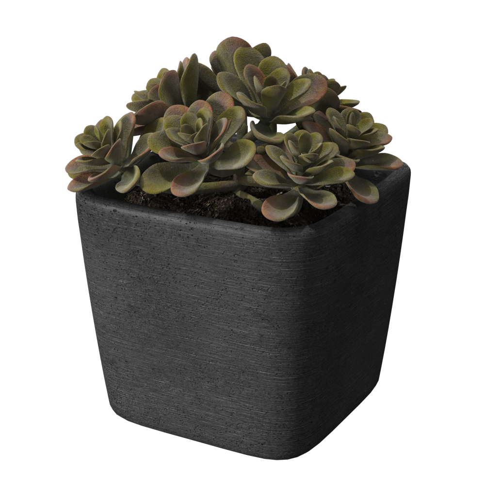 PottedSucculent004