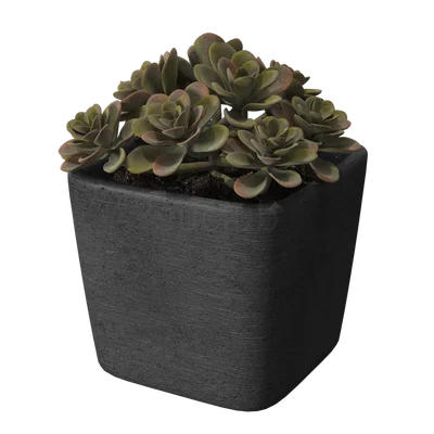 PottedSucculent004