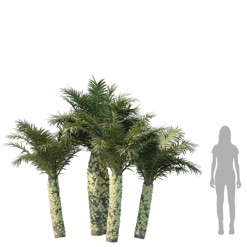 SilverDatePalm003