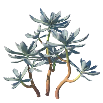 Succulent001