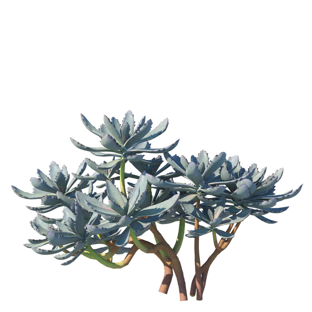 Succulent002