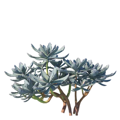 Succulent002