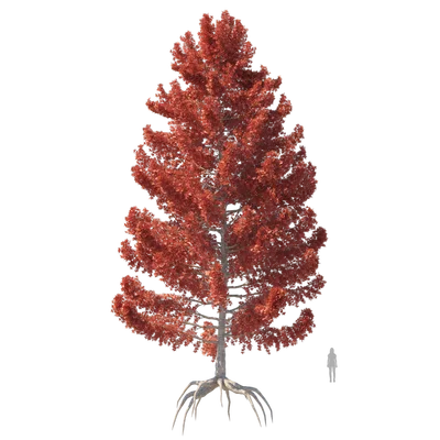 Sweetgum002