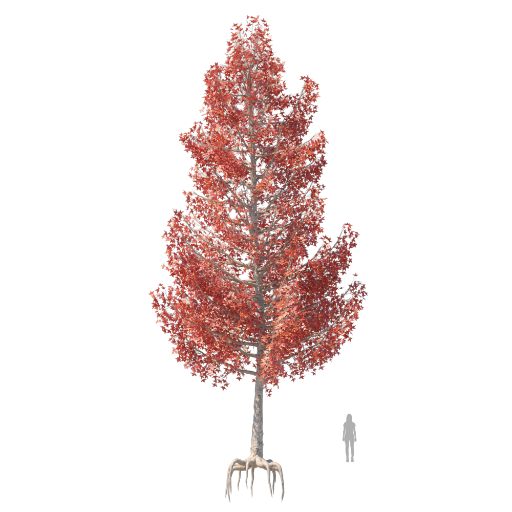 Sweetgum003