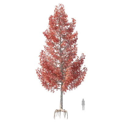 Sweetgum003