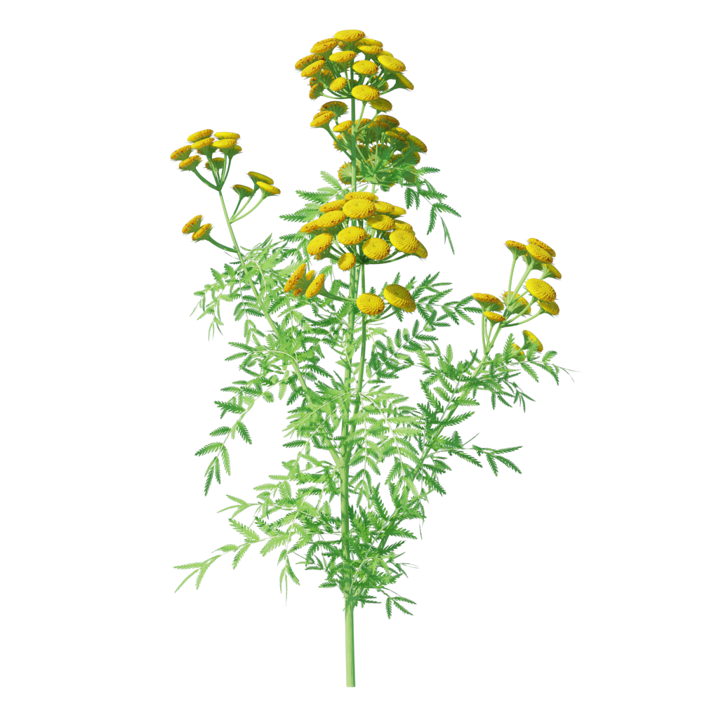 Tansy9135