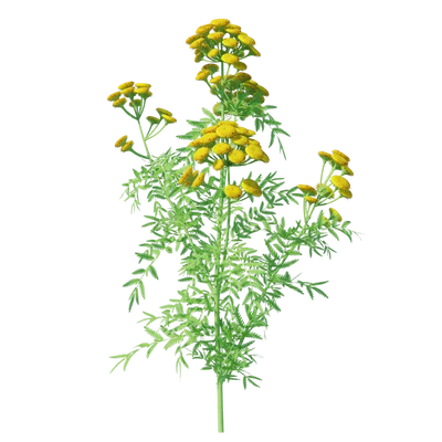 Tansy9135