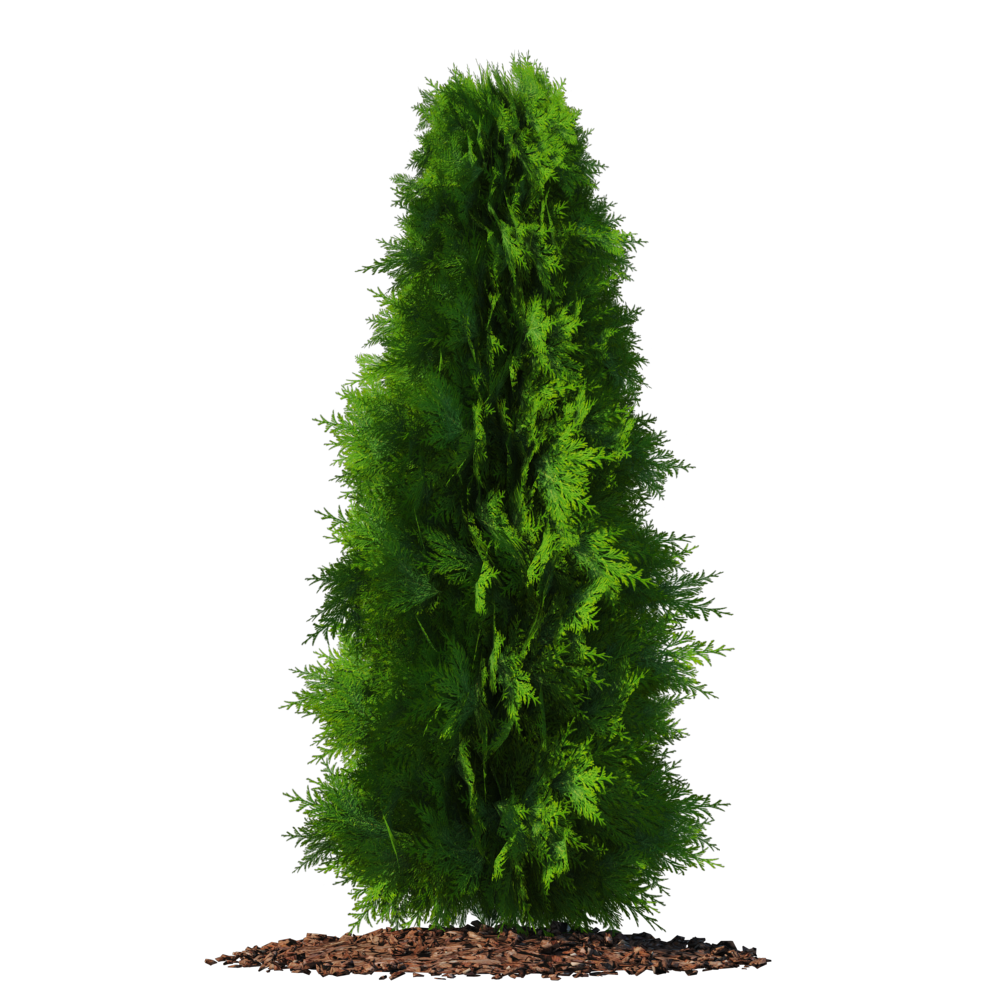 Thuja6626