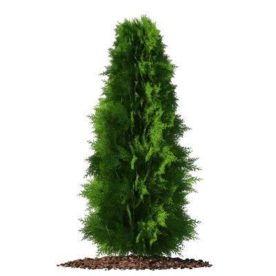 Thuja6626