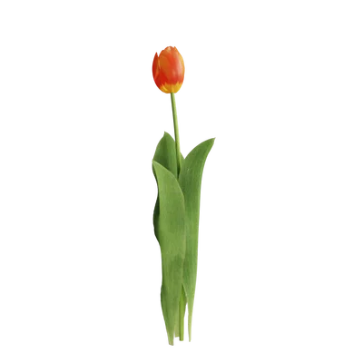 TulipFlower001