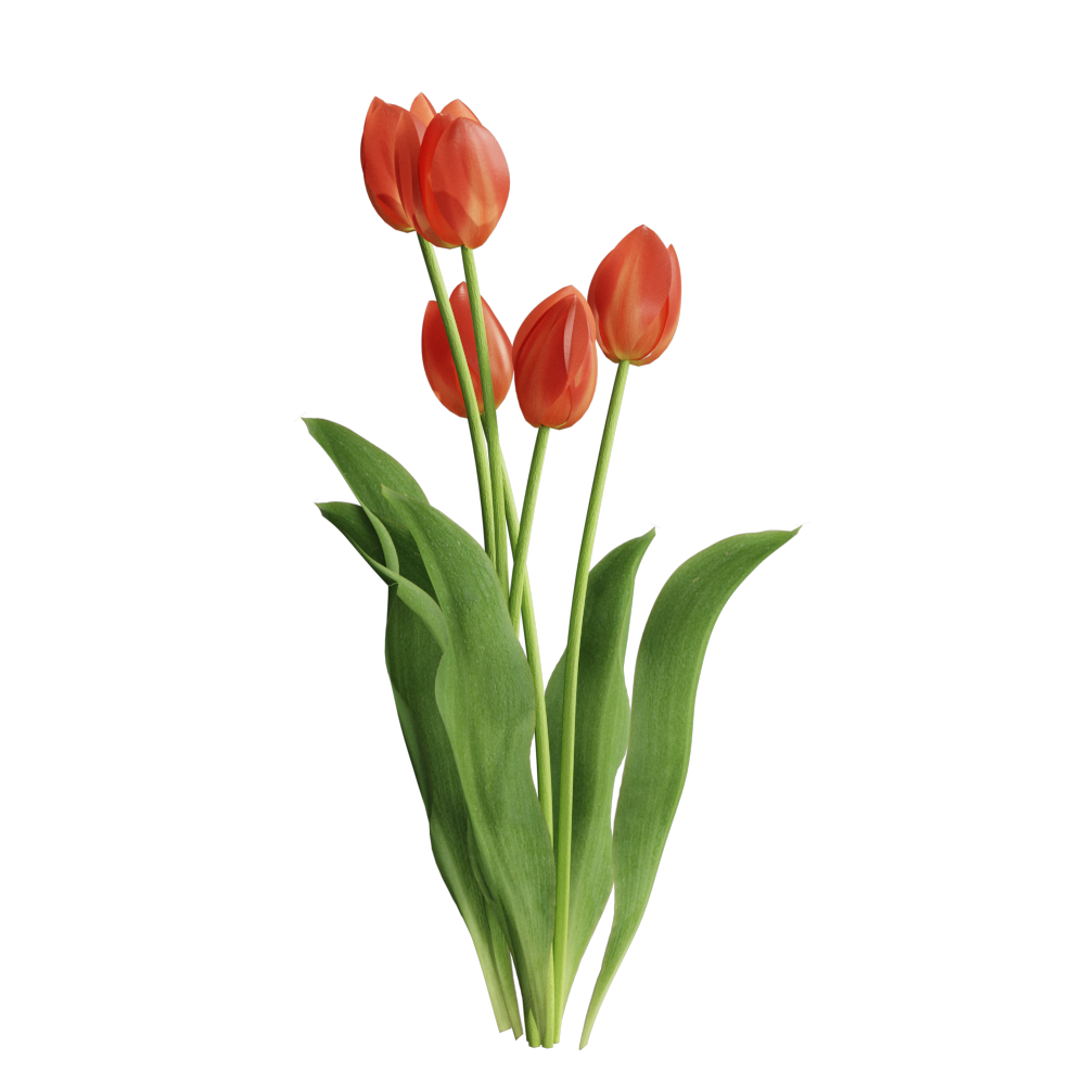 TulipFlower003