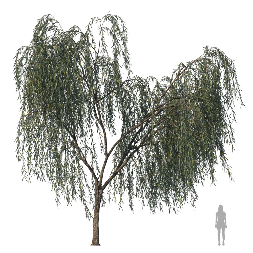 WeepingWillow001