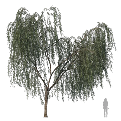 WeepingWillow001