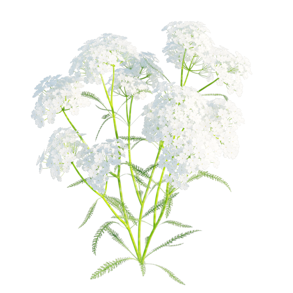 Yarrow9133